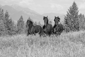 Friesian Elegance: A Canter Through the Fields