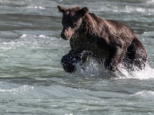 Ripples and Paws: A Bears Fishing Expedition