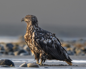 Majesty in Stillness: The Young Eagles Portrait