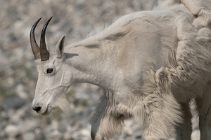 20230626 8523 White Goat  copy 2