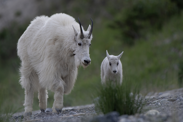 Tender Moments: Mama Mountain Goat and Baby in Nature Print