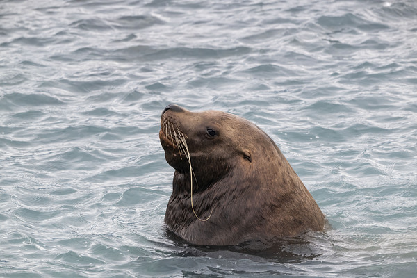 Sea Lion Mustaches: Whiskers of the Ocean Print