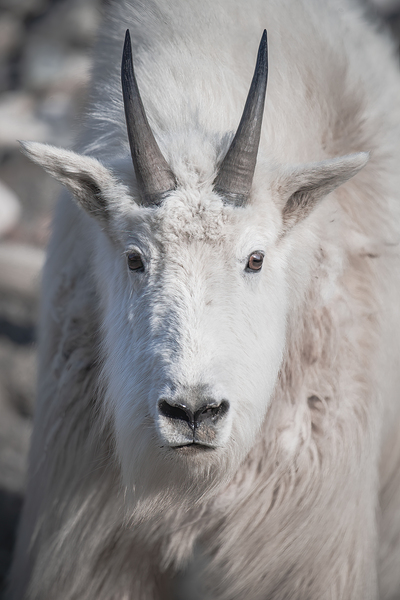 Majestic Close-Up: White Mountain Goat Portrait Print