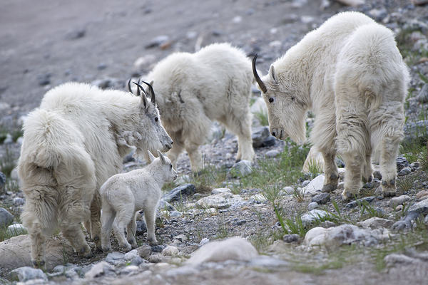 The Graceful Herd: White Mountain Goats in the Wild Print