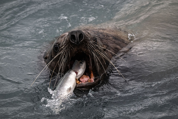 Graphic Sea Lion Hunts: Understanding Their Predatory Skills Print