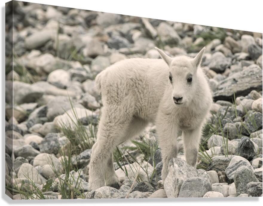The Innocence of a Baby White Goat: Stunning Photography Canvas Print