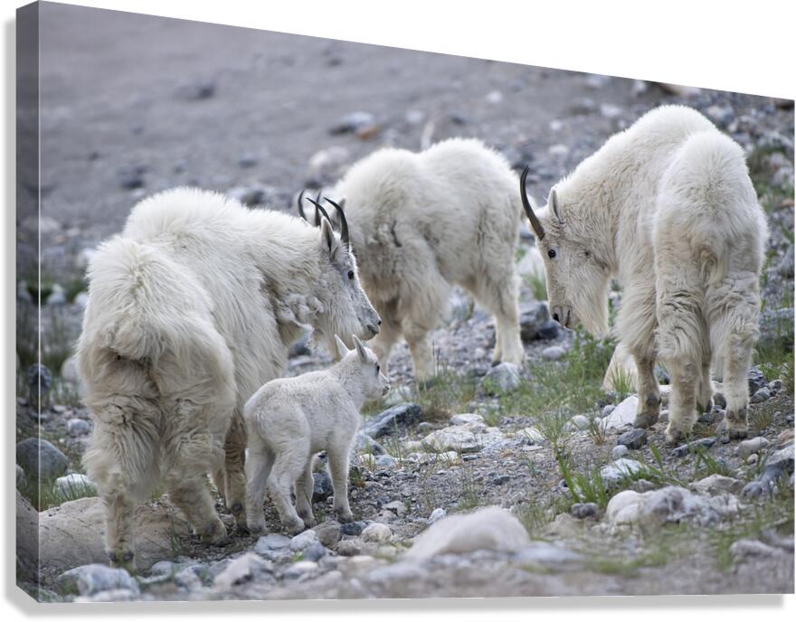 The Graceful Herd: White Mountain Goats in the Wild Canvas Print