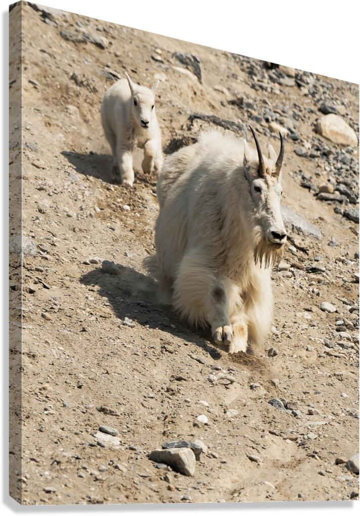 Following in Her Footsteps: Baby Mountain Goat and Mama Canvas Print