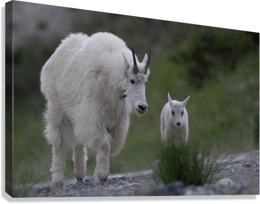 Tender Moments: Mama Mountain Goat and Baby in Nature Canvas Print