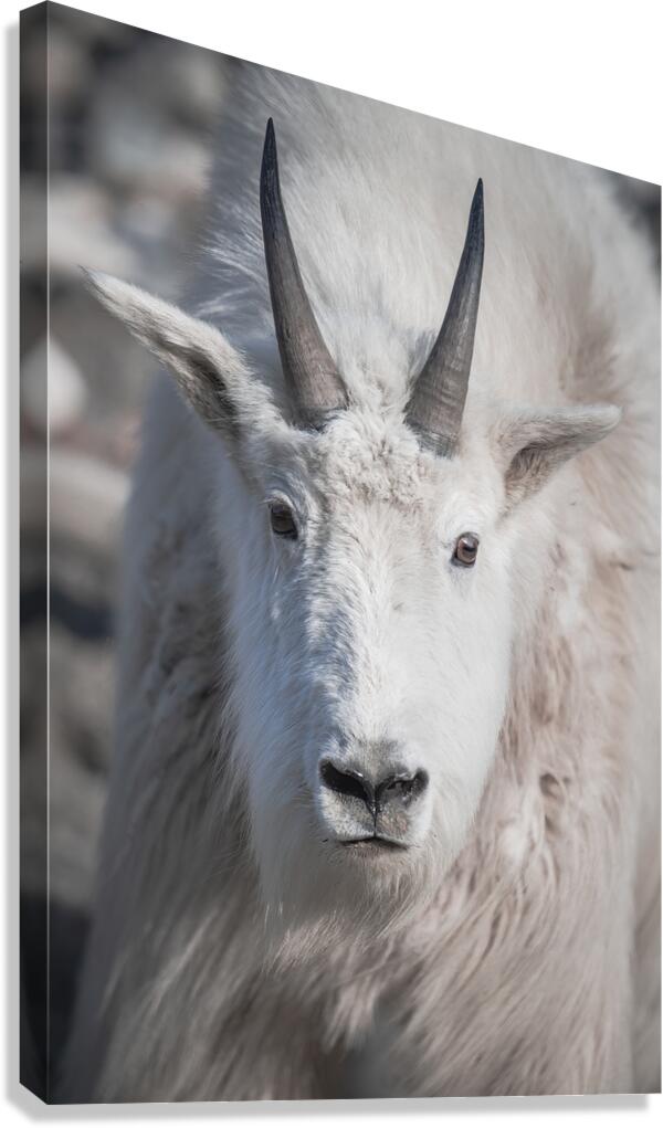 Majestic Close-Up: White Mountain Goat Portrait Canvas Print