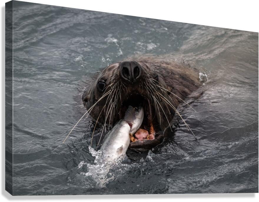 Graphic Sea Lion Hunts: Understanding Their Predatory Skills Canvas Print