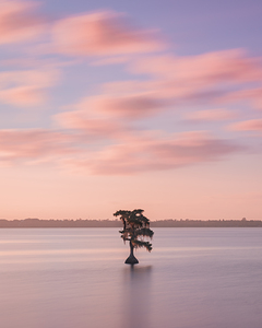 Lone Cypress Sunrise