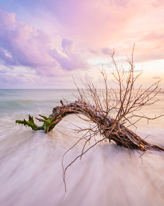 Sanibel Sunset Driftwood