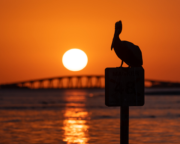 Pelican - Sunset Views Print