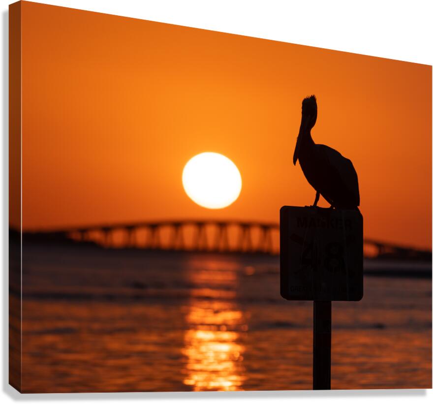Pelican - Sunset Views Canvas Print