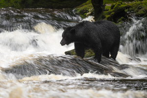 Black Bear Life