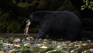 Black Bear Feast
