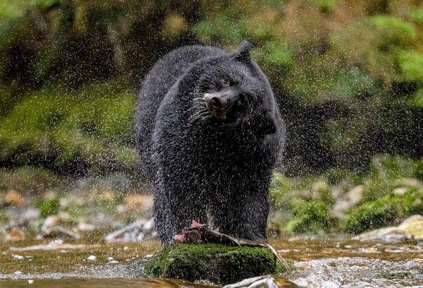 Black Bear Fresh Catch Print