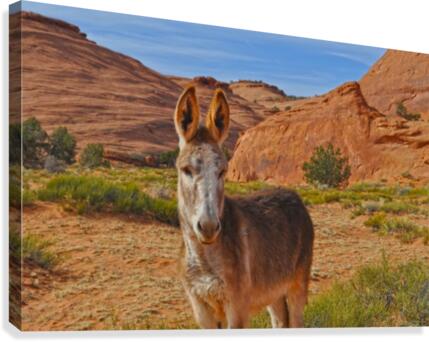 Donkey Canvas Print