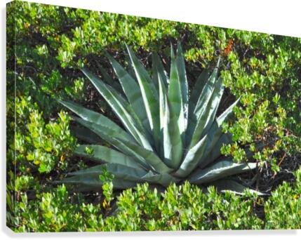 Agave Canvas Print