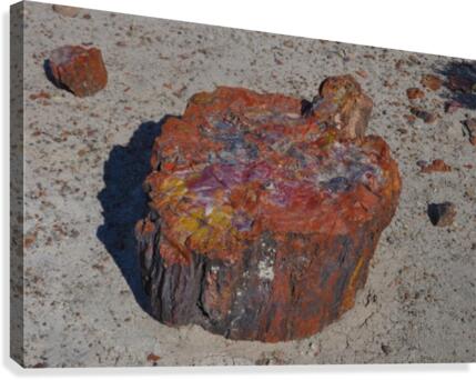 Petrified Canvas Print