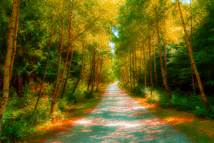 tanus forrest B 0784