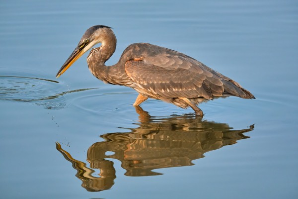 Blue Heron by Andrew Wasik