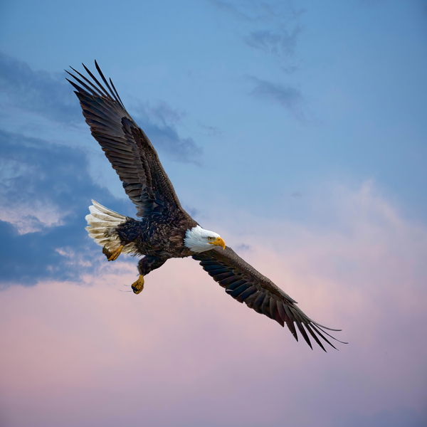 Soaring Eagle by Andrew Wasik