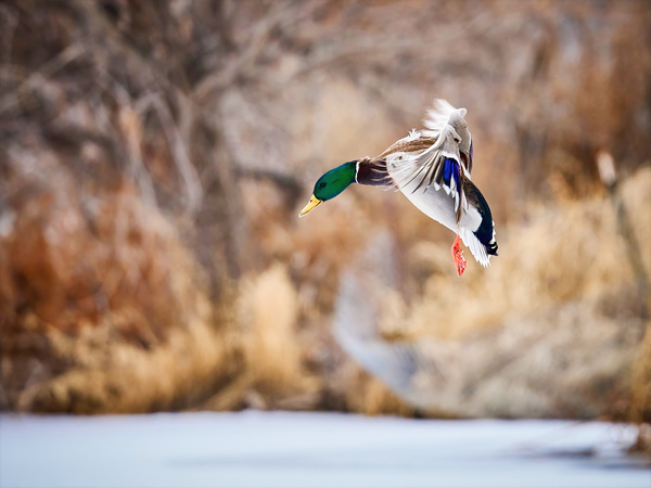 Landing Mallard by Andrew Wasik