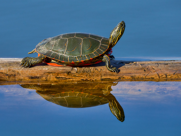 Perfect reflection by Andrew Wasik
