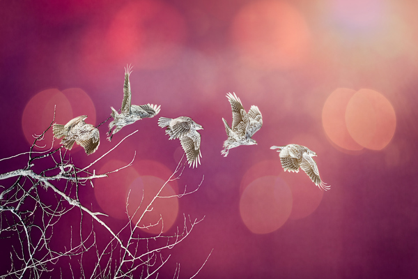 Taking off to the sun by Andrew Wasik