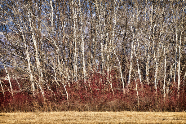 woodland 1 by Andrew Wasik