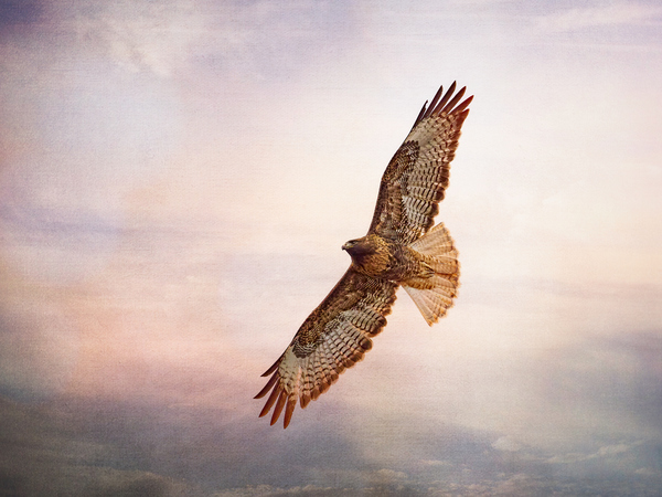 Red Hawk by Andrew Wasik