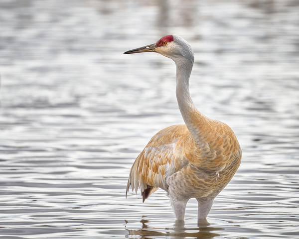  Sandhill Crane in water by Andrew Wasik