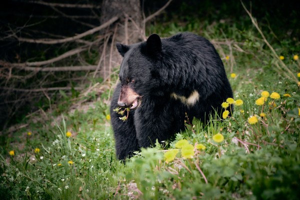 Black Bear by Andrew Wasik