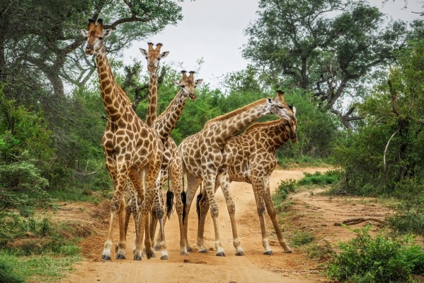 giraffes by Andrew Wasik