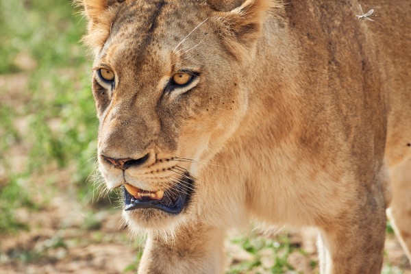 lioness by Andrew Wasik