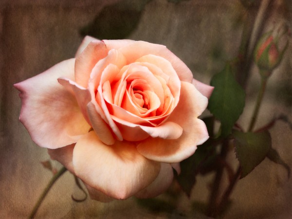 rose by Andrew Wasik