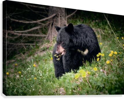 Black Bear Canvas Print