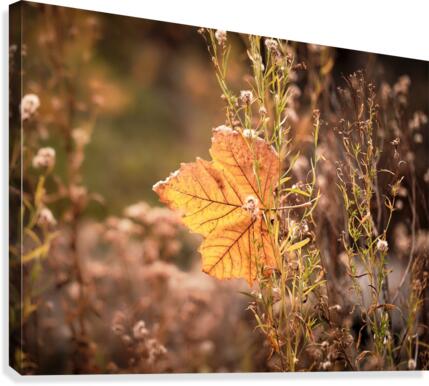 autom leaf Canvas Print