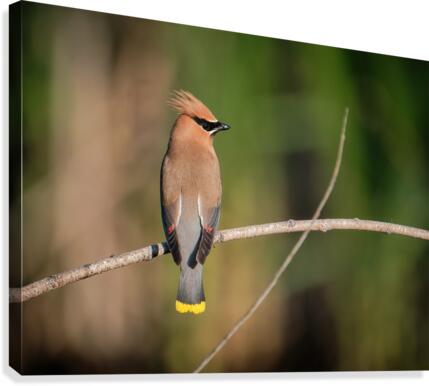 Cedar Waxwing Canvas Print