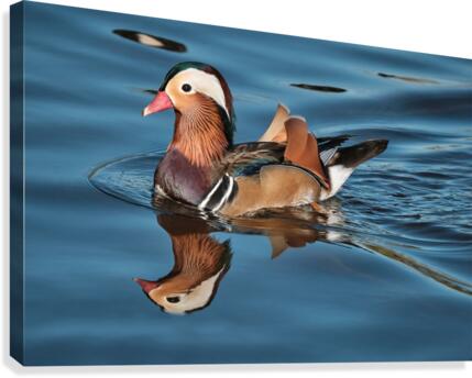 Mandarin Duck Canvas Print