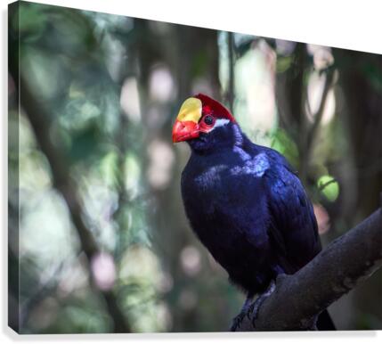 Violet Turaco Canvas Print