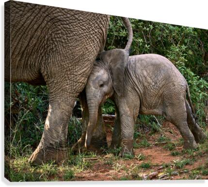 young elephant Canvas Print