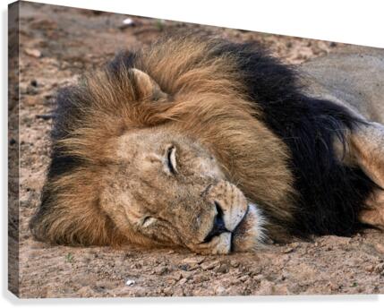 sleeping lion Canvas Print