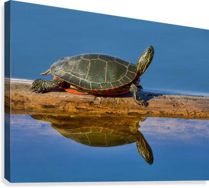 Perfect reflection Canvas Print
