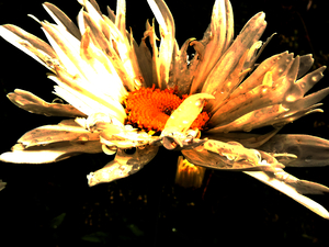 Abstract Daisy Darker Background