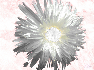 Illuminated Daisy Flower on Delicate Abstract Background