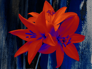 Abstract Trio of Lilies 
