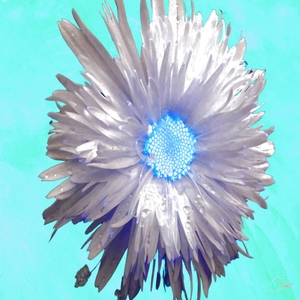 Turquoise Centred Daisy Flower on an Abstract Turquoise Background